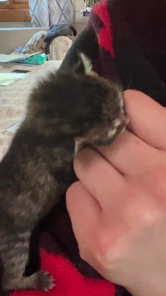 Post 3 by Riverside Animal Clinic & HC on TikTok (video)