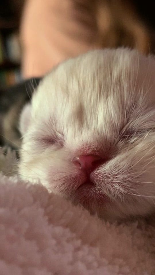 Post 4 by Riverside Animal Clinic & HC on TikTok (video)