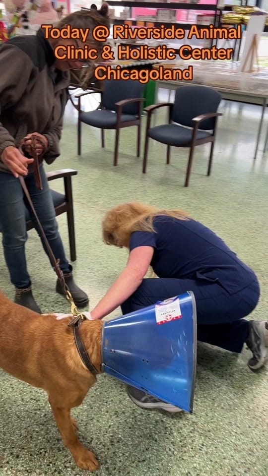 Post 6 by Riverside Animal Clinic & HC on TikTok (video)