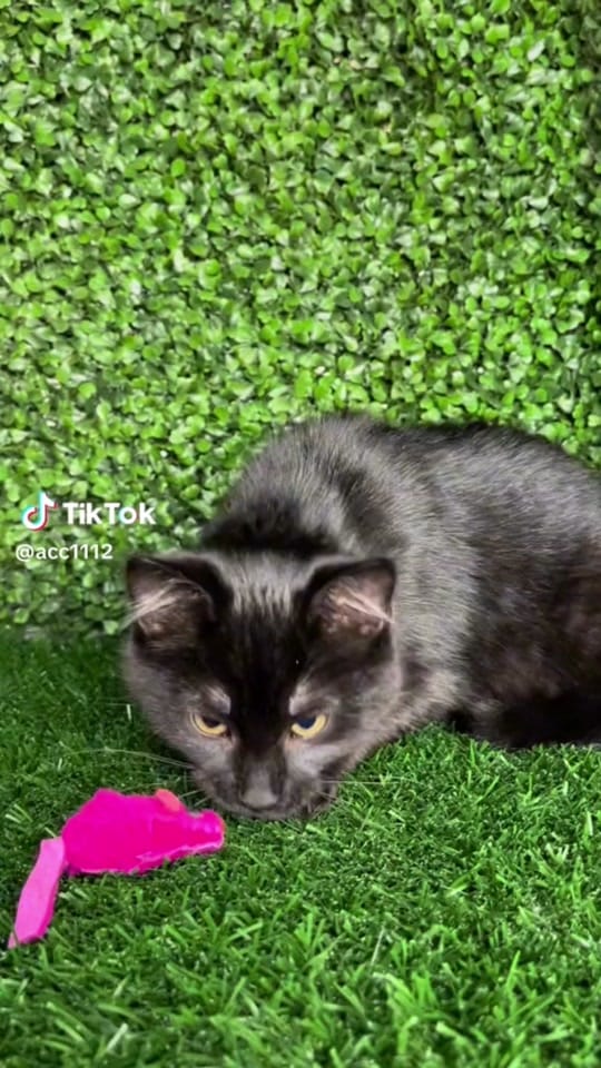Post 9 by Riverside Animal Clinic & HC on TikTok (video)
