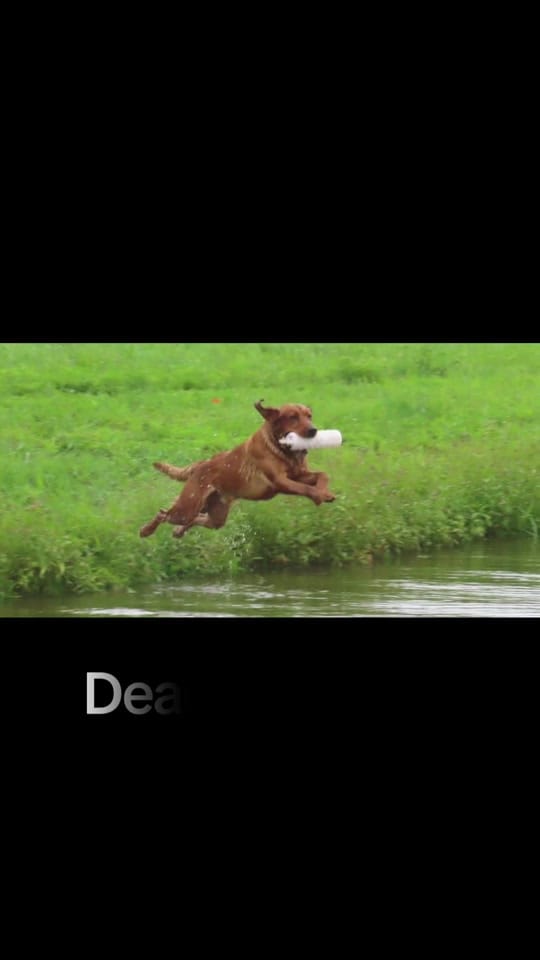 Post 2 by Riverside Animal Clinic & HC on TikTok (video)