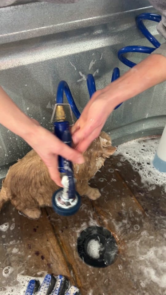 Post 5 by Riverside Animal Clinic & HC on TikTok (video)