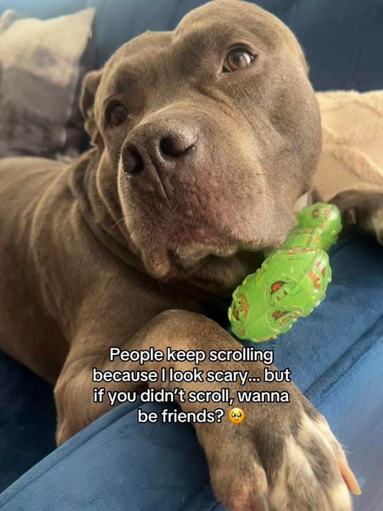 Post 6 by LouieTheBully on TikTok (video)
