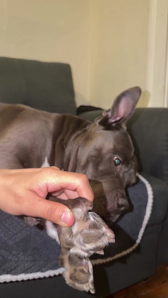 Post 1 by LouieTheBully on TikTok (video)