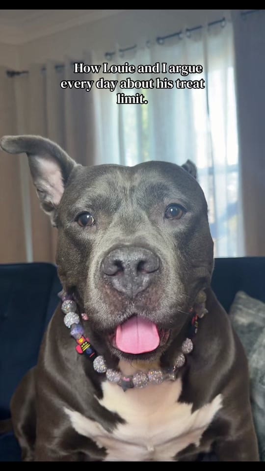 Post 5 by LouieTheBully on TikTok (video)