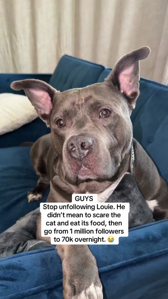 Post 3 by LouieTheBully on TikTok (video)