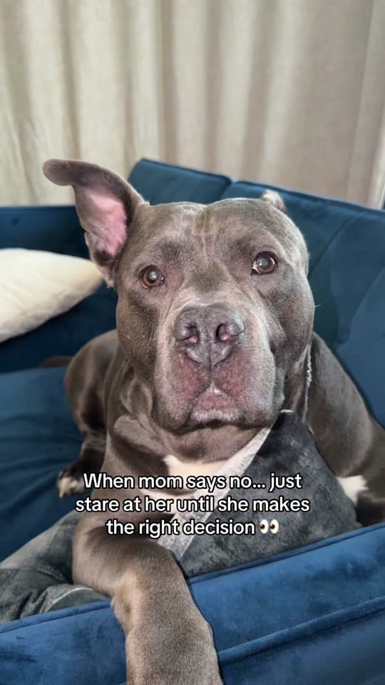 Post 4 by LouieTheBully on TikTok (video)