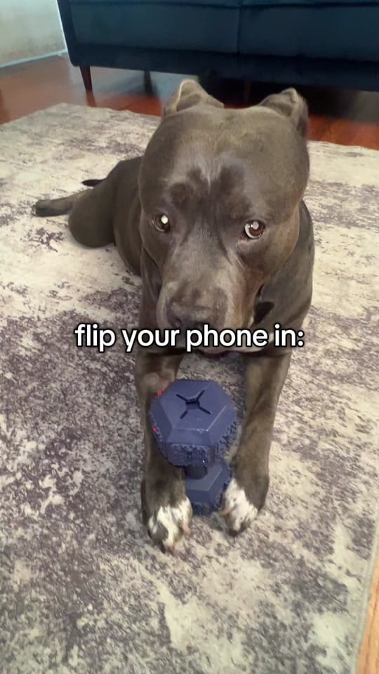 Post 9 by LouieTheBully on TikTok (video)