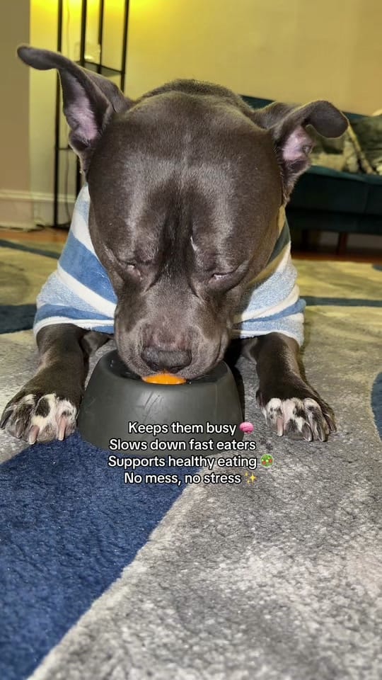 Post 8 by LouieTheBully on TikTok (video)