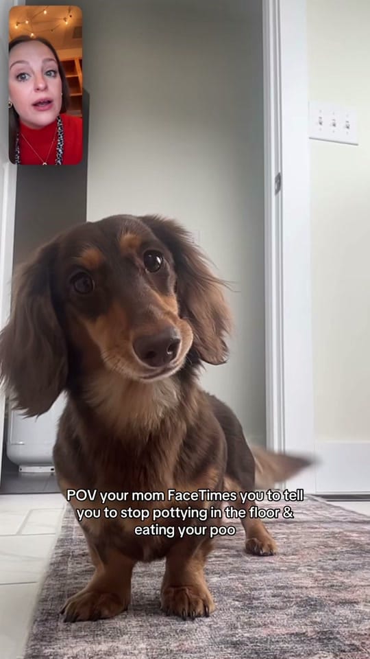 Post 2 by Evie | Mini Dachshund on TikTok (video)