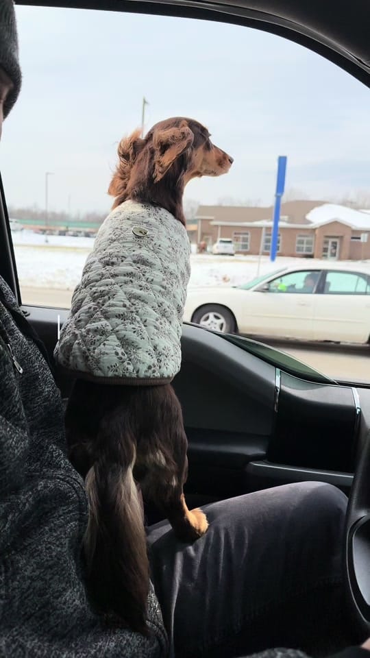 Post 6 by Evie | Mini Dachshund on TikTok (video)