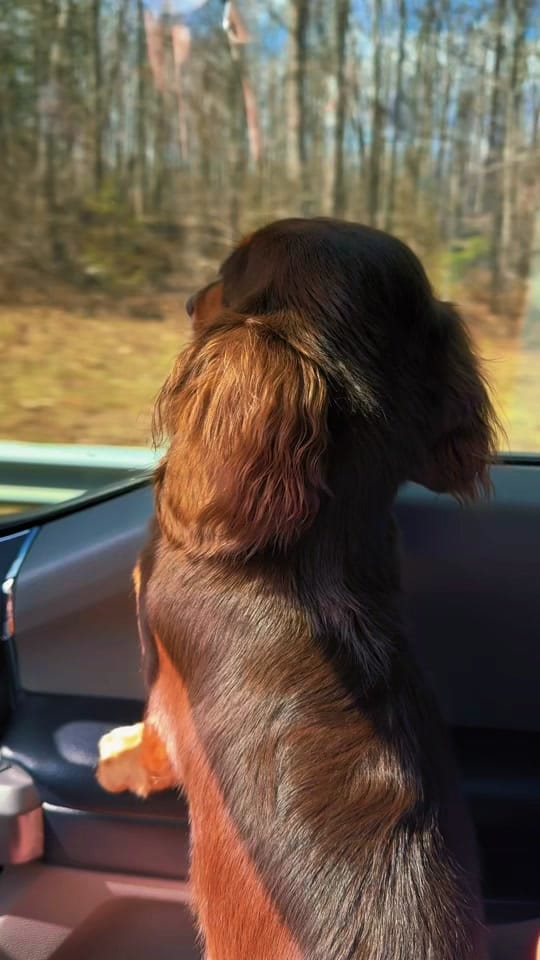 Post 3 by Evie | Mini Dachshund on TikTok (video)