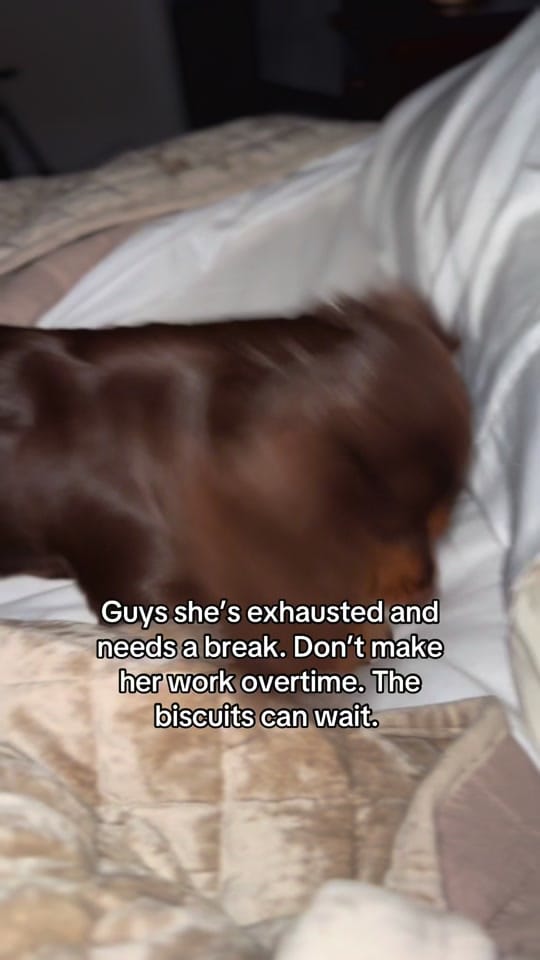 Post 10 by Evie | Mini Dachshund on TikTok (video)