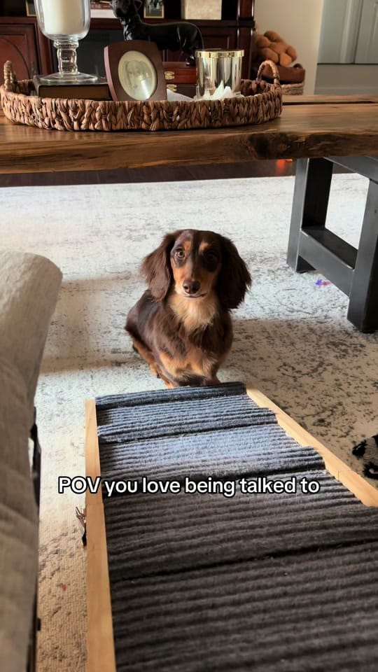 Post 4 by Evie | Mini Dachshund on TikTok (video)