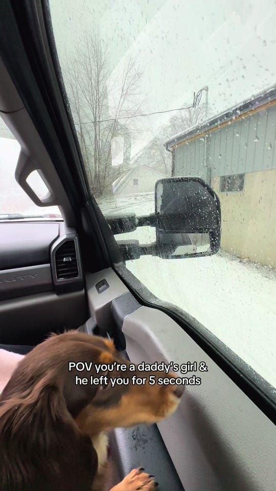 Post 9 by Evie | Mini Dachshund on TikTok (video)