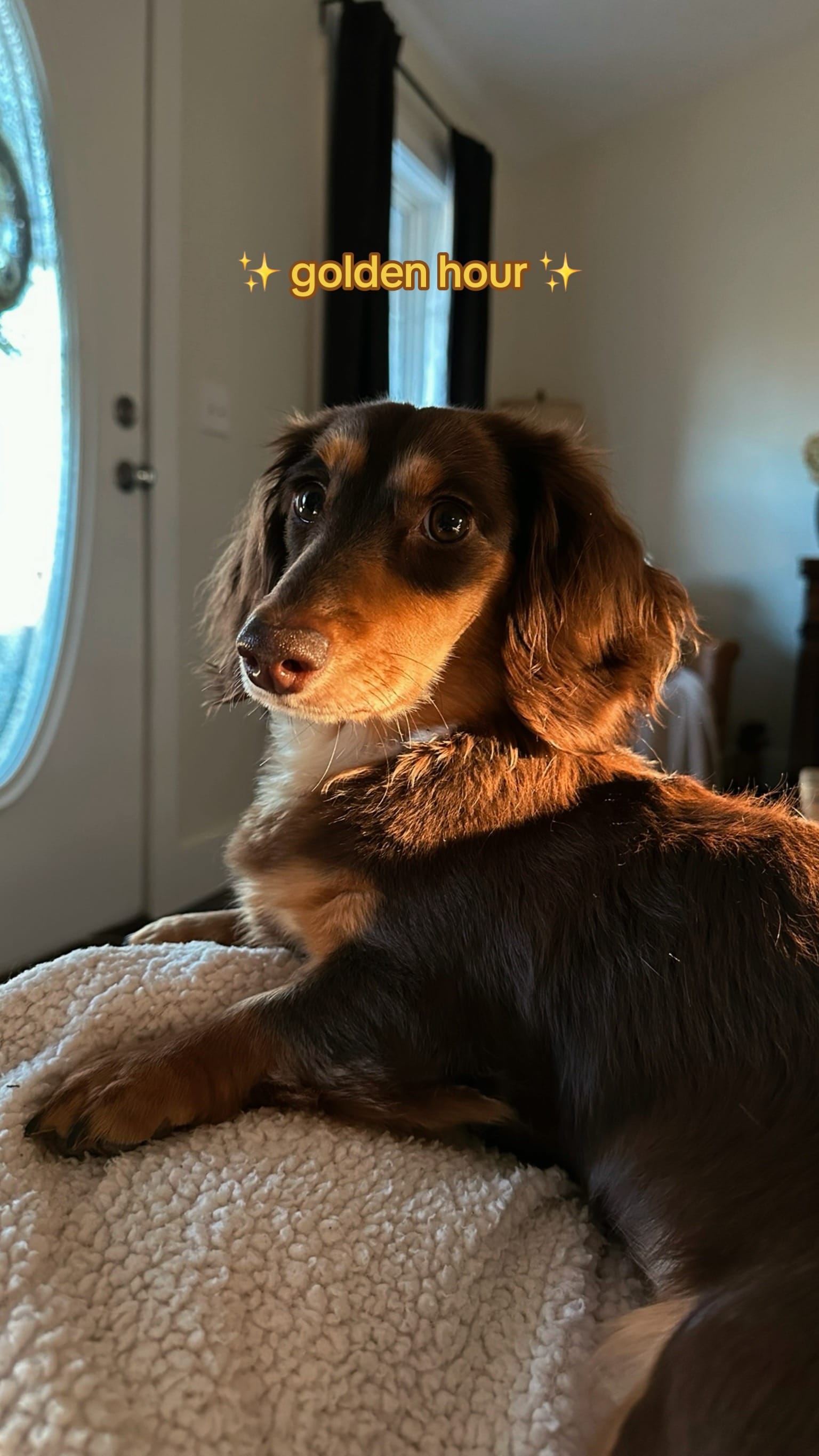 Post 5 by Evie | Mini Dachshund on TikTok (video)