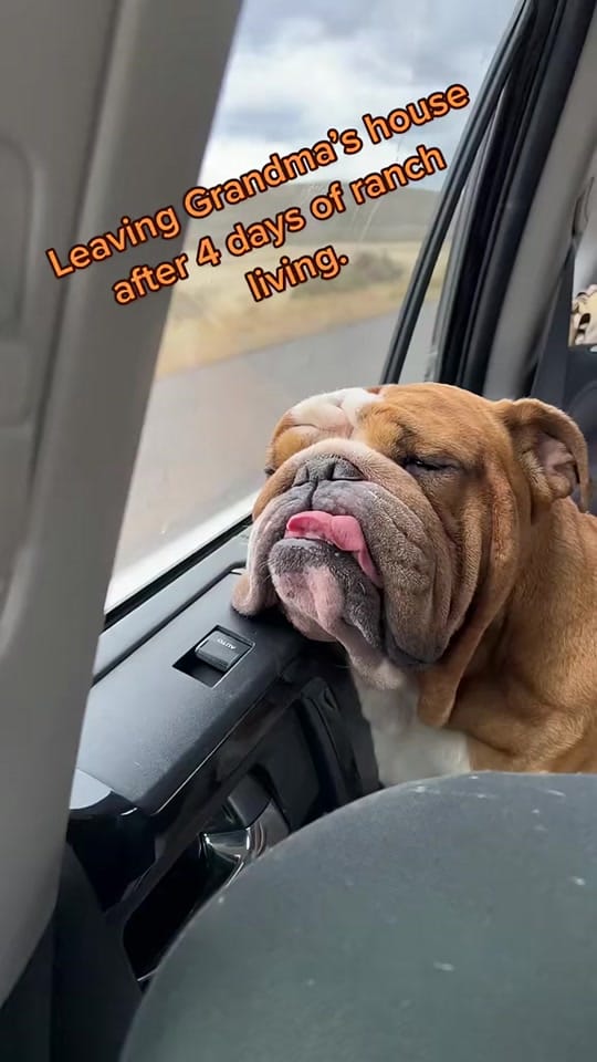 Post 6 by DudetheBulldog on TikTok (video)