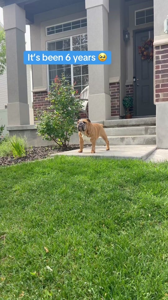Post 3 by DudetheBulldog on TikTok (video)