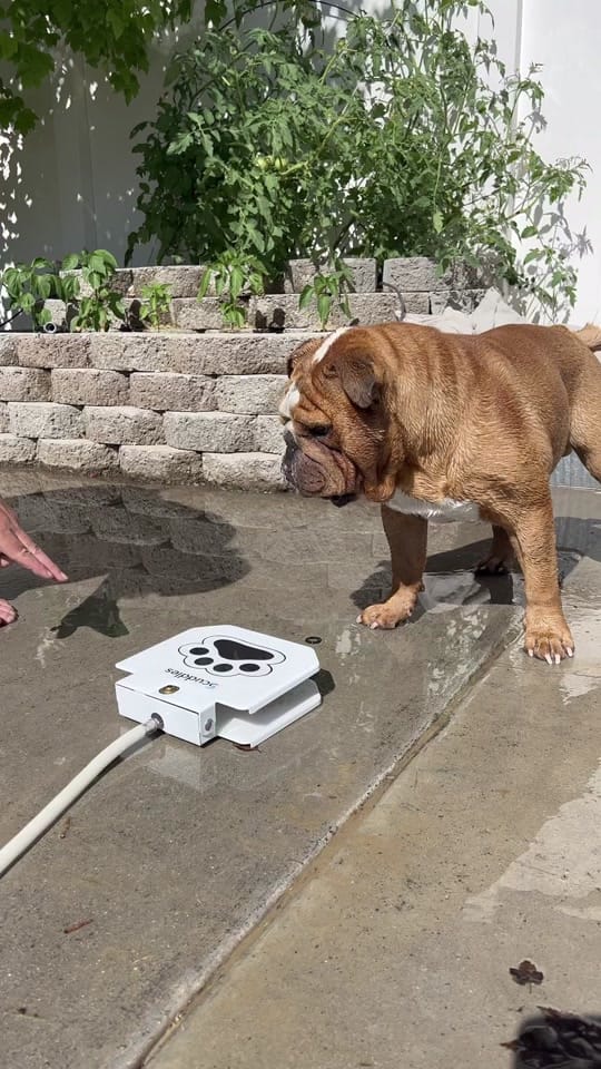 Post 10 by DudetheBulldog on TikTok (video)