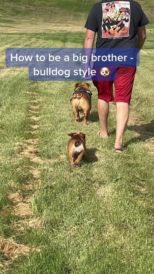 Post 9 by DudetheBulldog on TikTok (video)