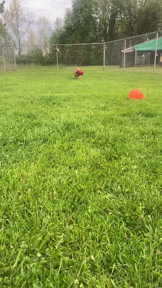 Post 1 by Misfit Angels on TikTok (video)