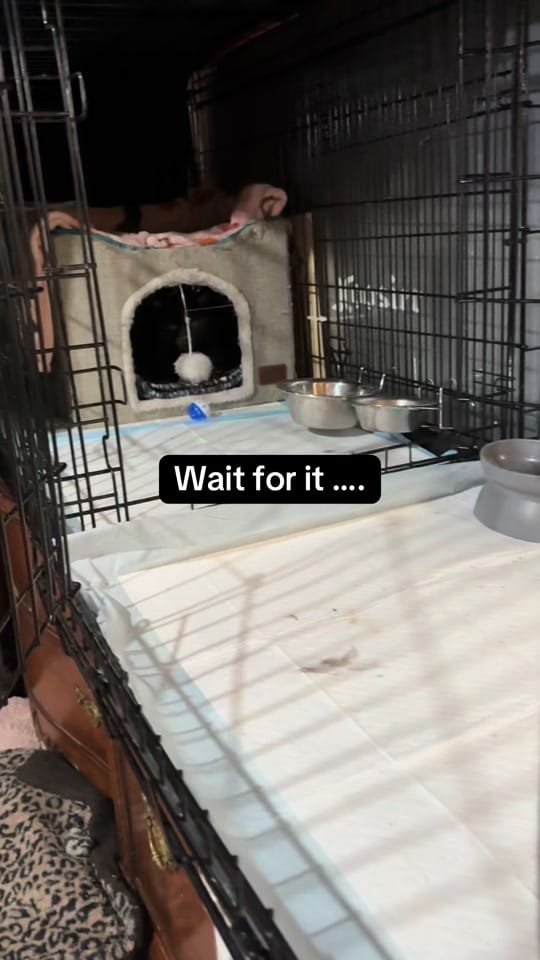 Post 6 by PhoenixAndFriends NonProfit on TikTok (video)