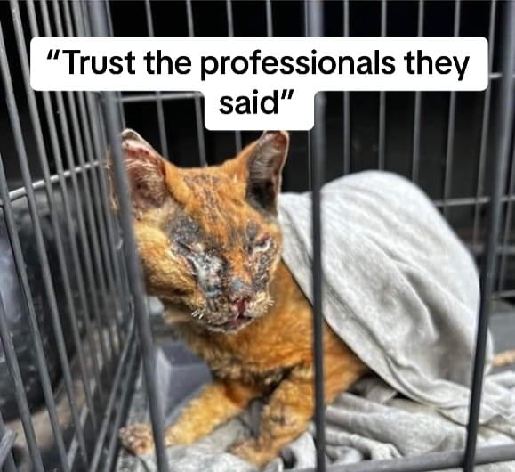 Post 9 by PhoenixAndFriends NonProfit on TikTok (video)