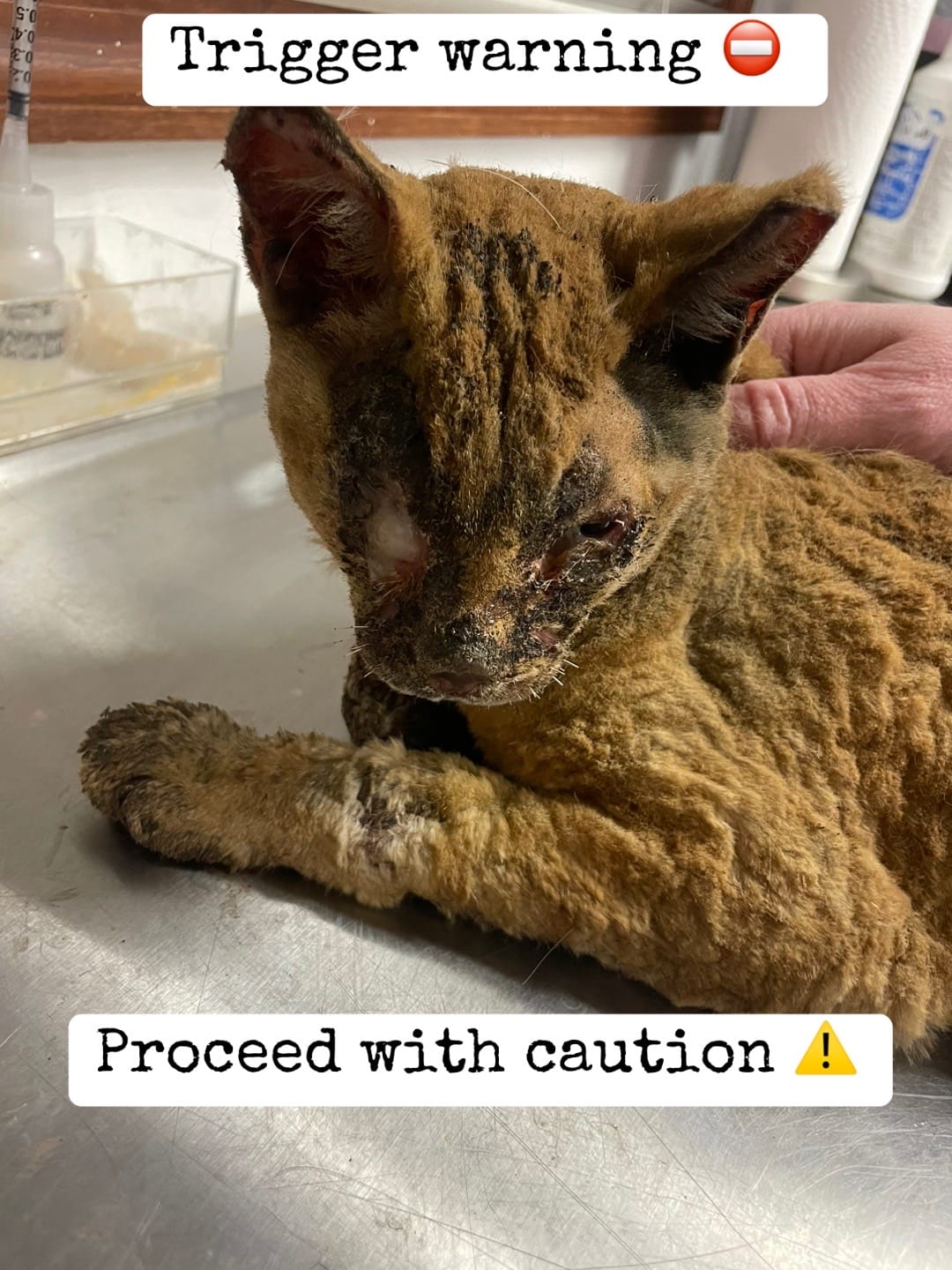 Post 10 by PhoenixAndFriends NonProfit on TikTok (video)