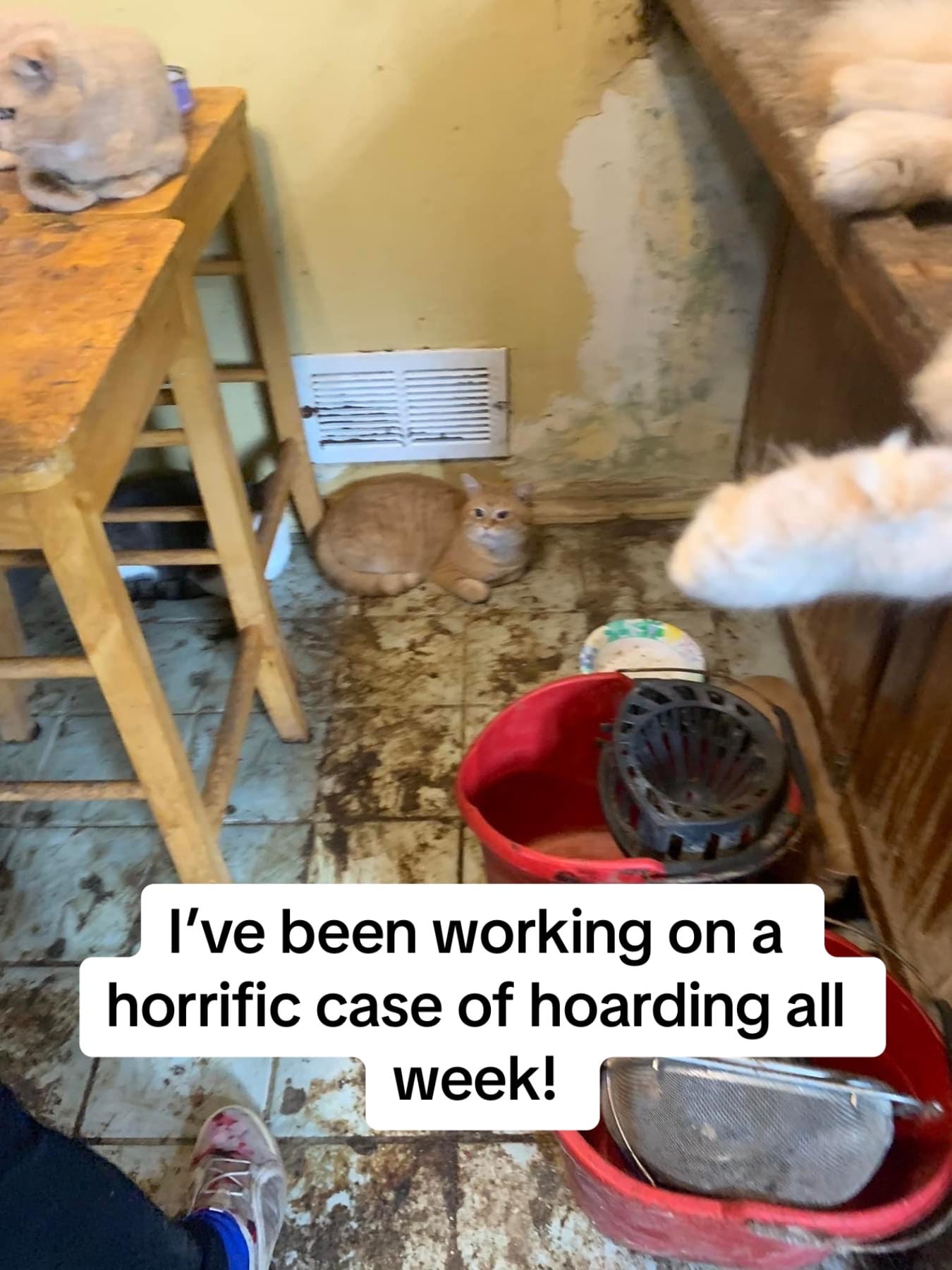 Post 8 by PhoenixAndFriends NonProfit on TikTok (video)