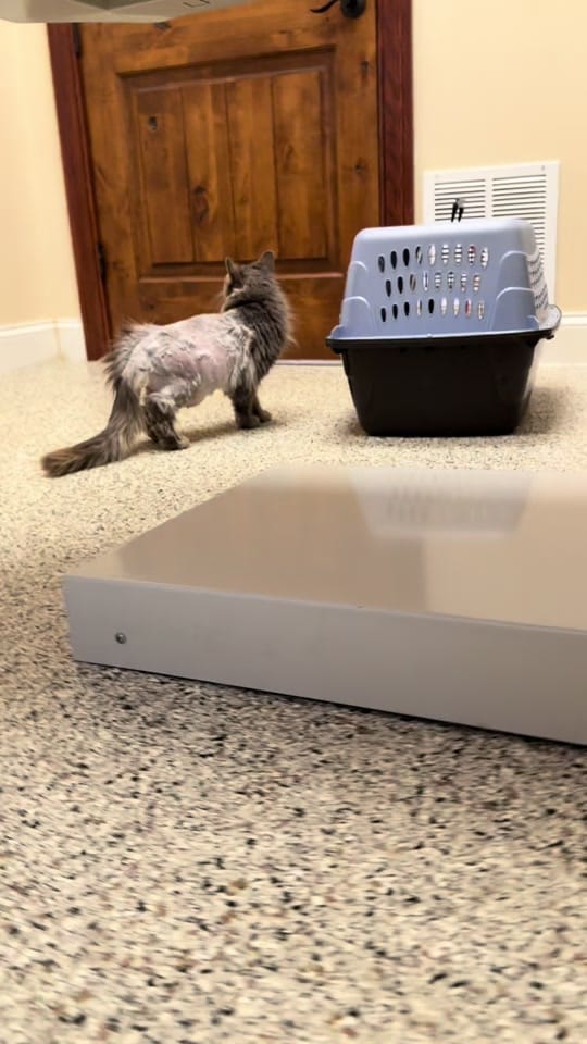 Post 4 by PhoenixAndFriends NonProfit on TikTok (video)