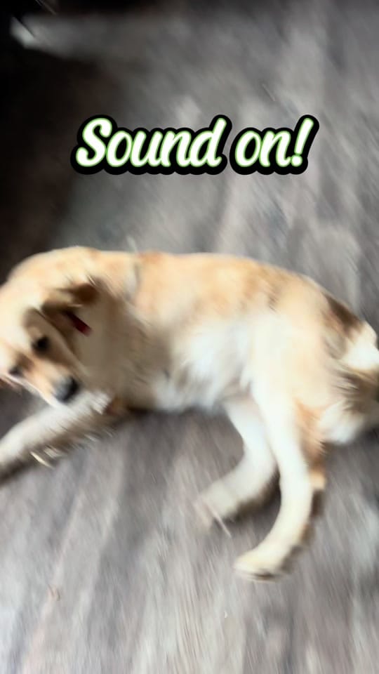 Post 9 by Jessie -  CJ’s Golden Home on TikTok (video)