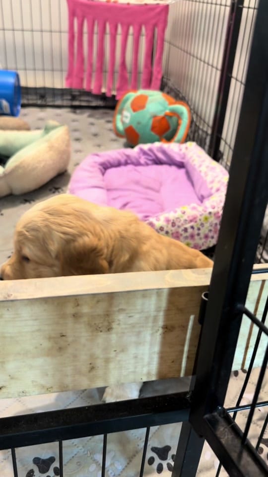 Post 7 by Jessie -  CJ’s Golden Home on TikTok (video)