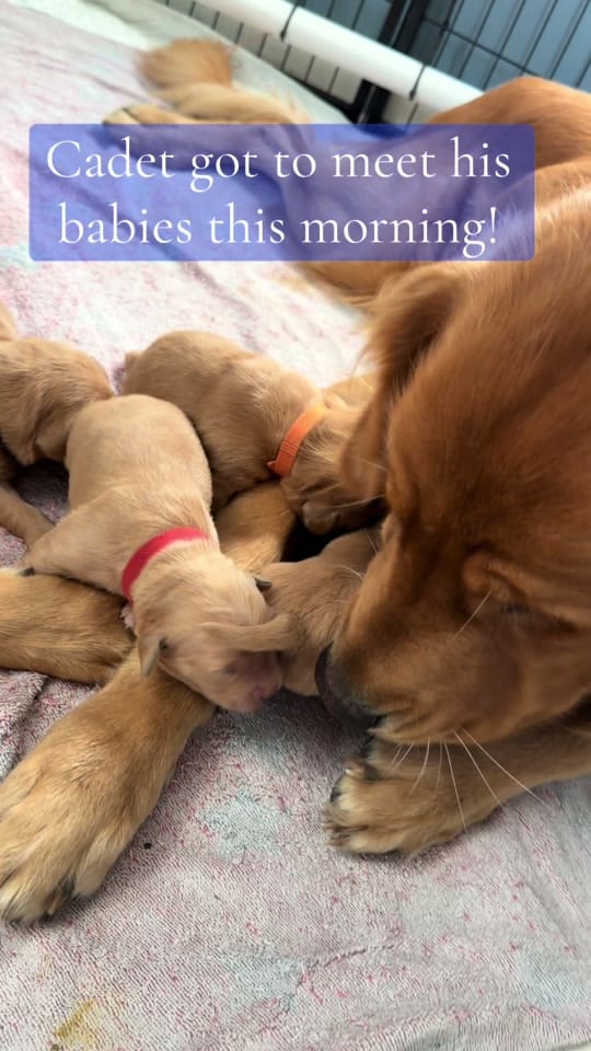 Post 8 by Jessie -  CJ’s Golden Home on TikTok (video)