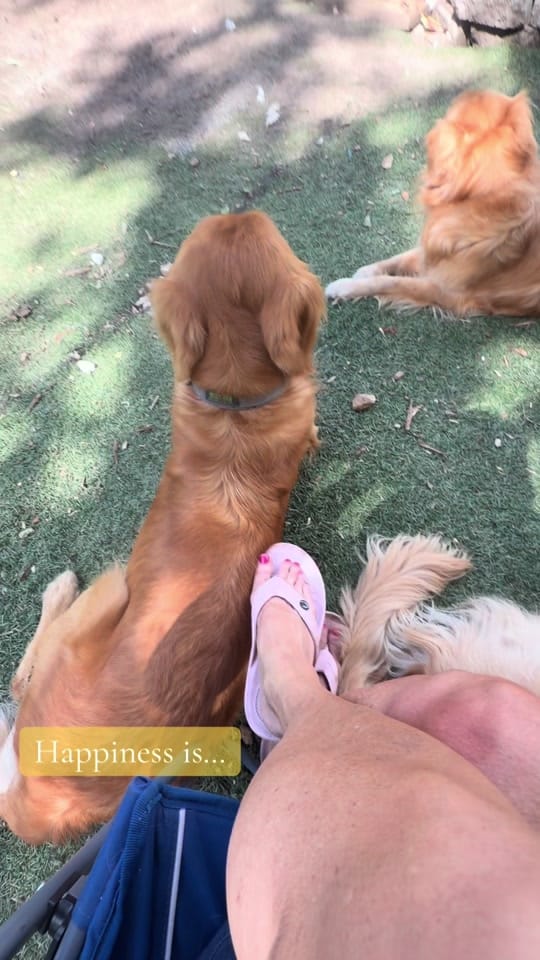 Post 6 by Jessie -  CJ’s Golden Home on TikTok (video)