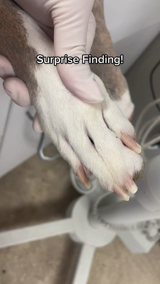 Post 8 by Jackie Dueñas, DVM 🐾 on TikTok (video)