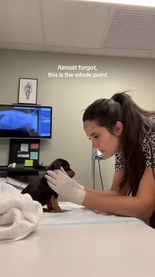 Post 3 by Jackie Dueñas, DVM 🐾 on TikTok (video)