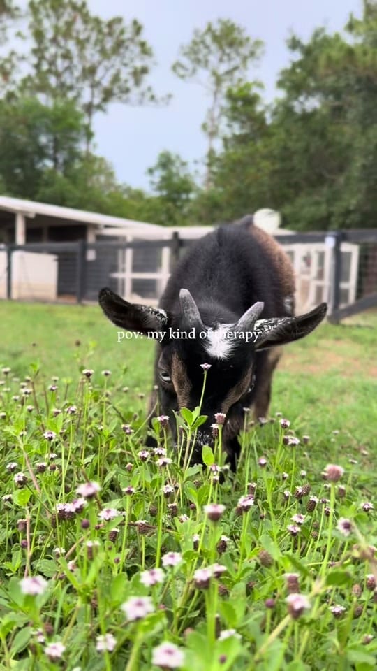 Post 1 by Jackie Dueñas, DVM 🐾 on TikTok (video)