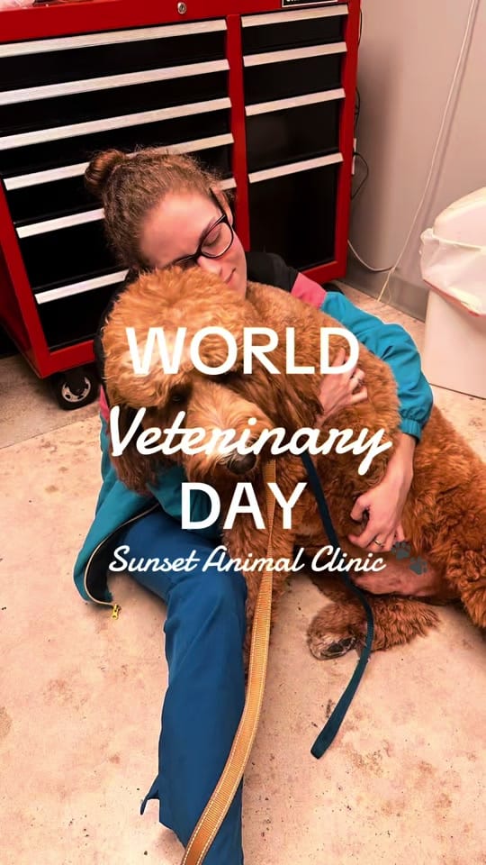 Post 4 by Jackie Dueñas, DVM 🐾 on TikTok (video)