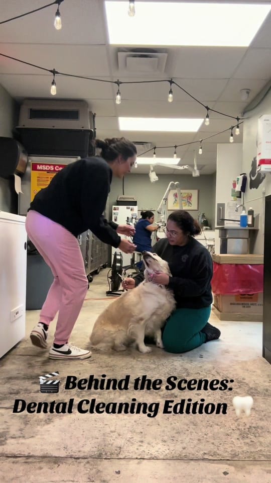 Post 7 by Jackie Dueñas, DVM 🐾 on TikTok (video)