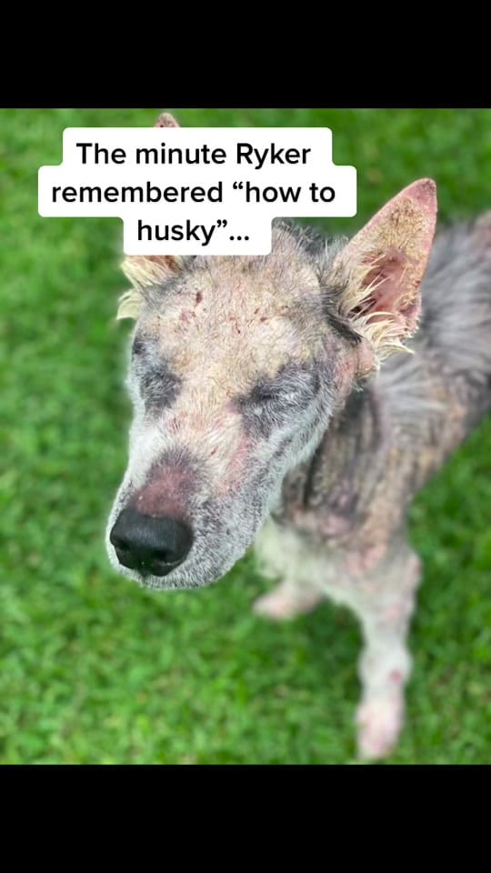Post 10 by Friends of Faye on TikTok (video)