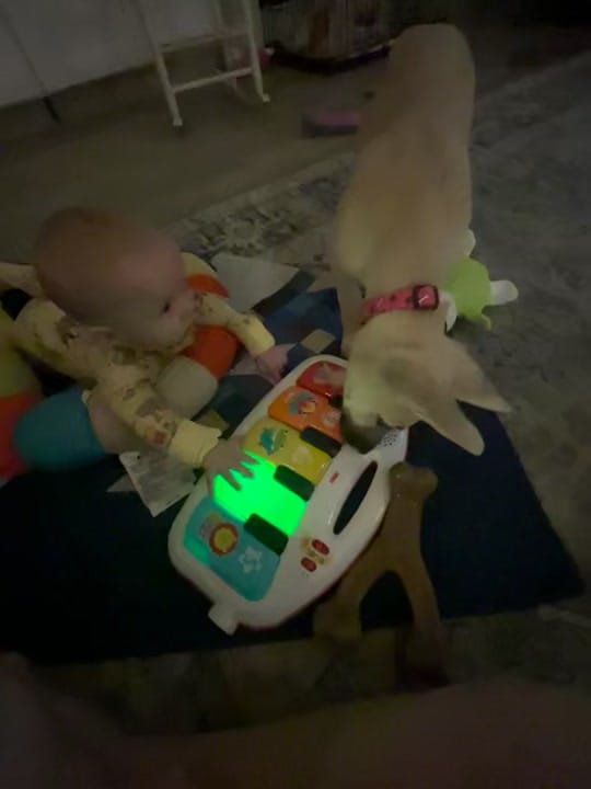 Post 1 by Friends of Faye on TikTok (video)