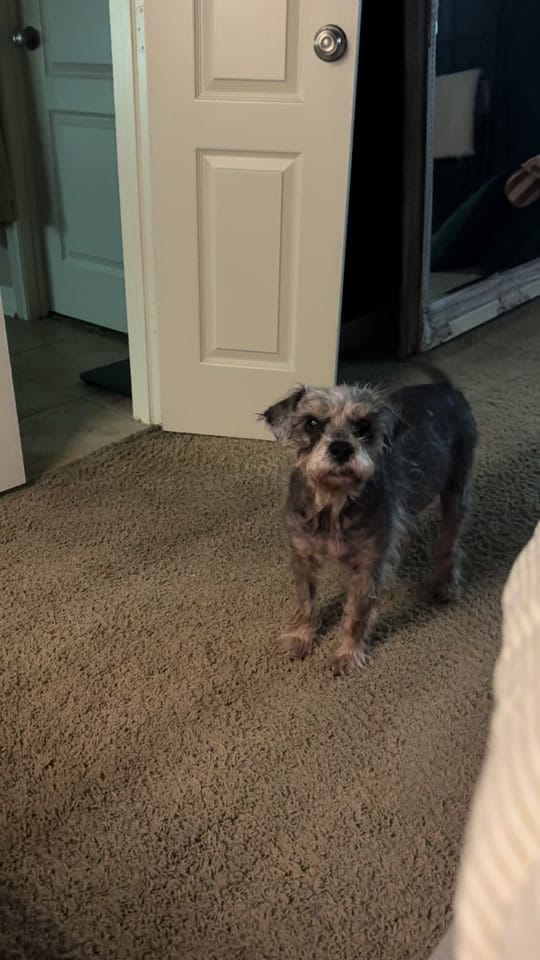 Post 6 by Friends of Faye on TikTok (video)