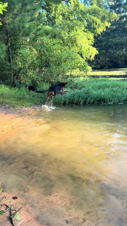 Post 7 by Friends of Faye on TikTok (video)