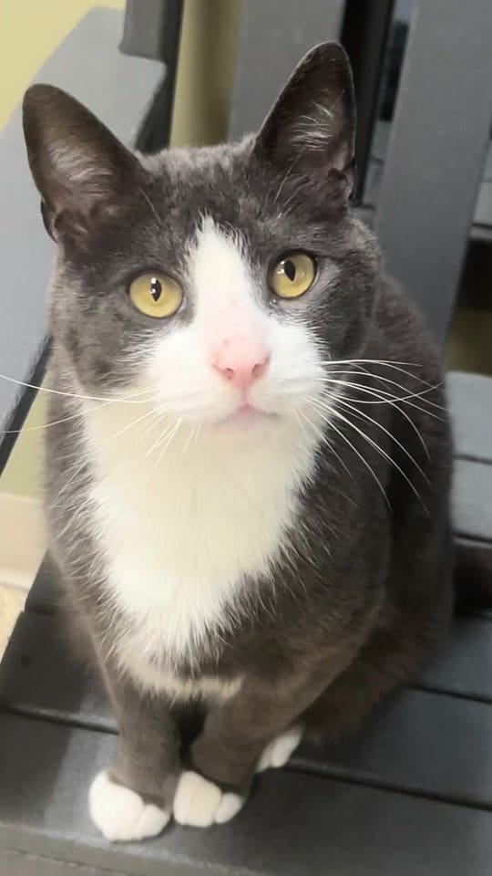 Post 4 by Humane Animal Partners on TikTok (video)