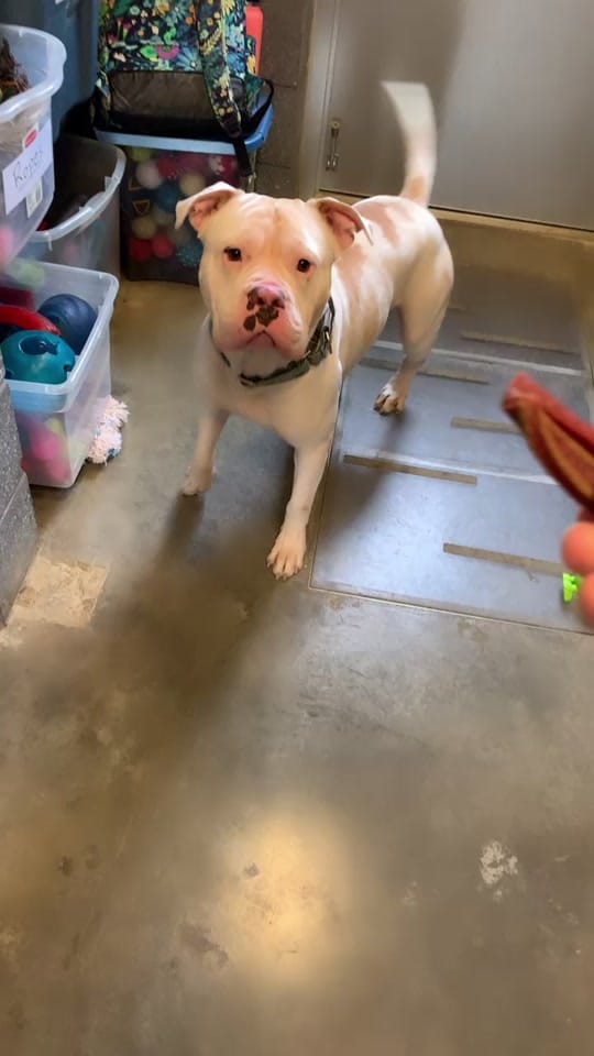 Post 10 by Humane Animal Partners on TikTok (video)