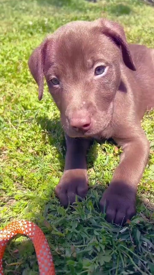 Post 2 by Humane Animal Partners on TikTok (video)