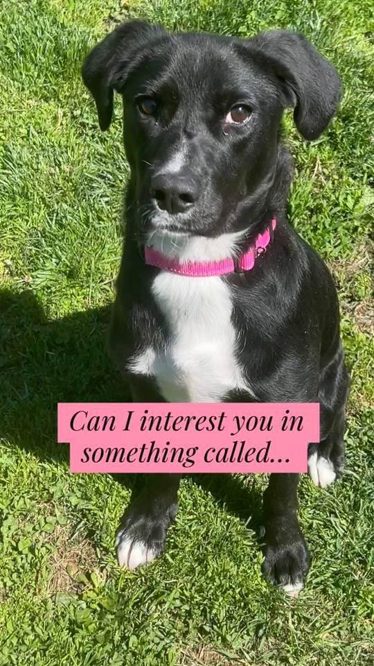 Post 6 by Humane Animal Partners on TikTok (video)