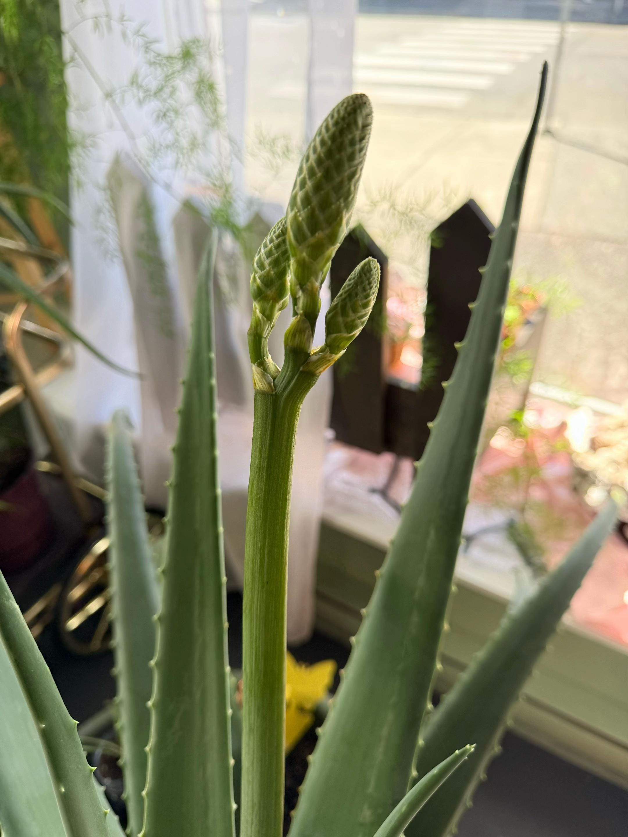 Post 2 by Crafty’s Crystals Inc on TikTok (video)