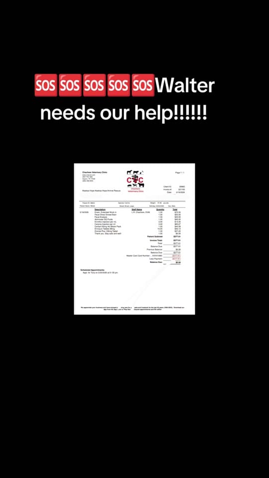 Post 6 by AHAR Alaskas Hope Animal Rescu on TikTok (video)