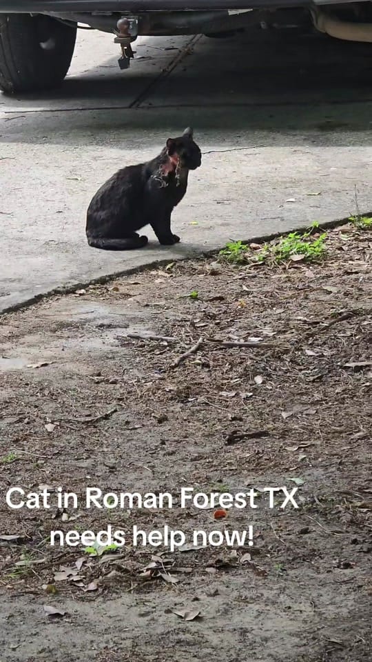 Post 3 by AHAR Alaskas Hope Animal Rescu on TikTok (video)
